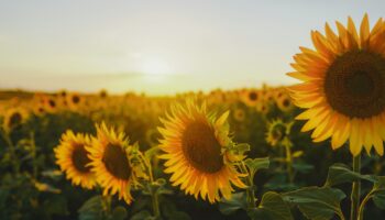 sunflowers